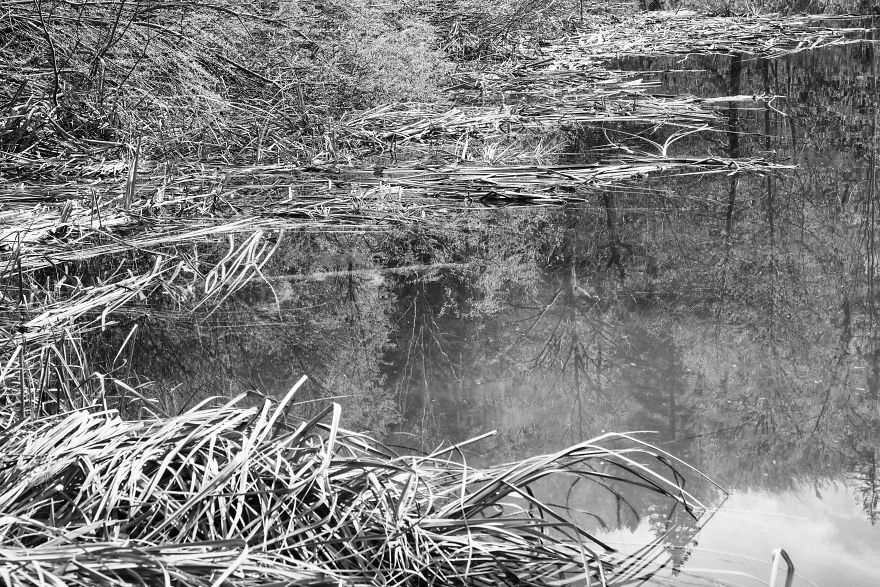 Plitvice Lakes In Black And White