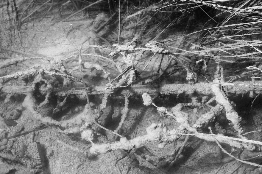 Plitvice Lakes In Black And White Plitvice Lakes In Black And White