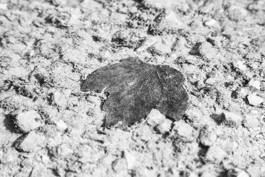 Plitvice Lakes In Black And White