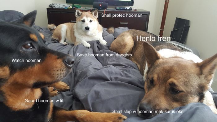 I Made These Pictures With The Sweet Dog Post And I Hope They'll Brighten Your Day