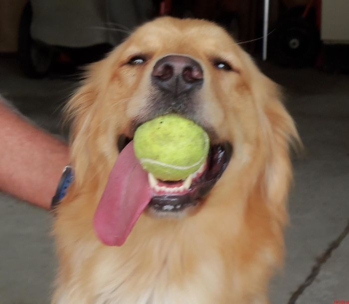 Blind Woman Sees Her Guide Dog For The First Time In 8 Years, And Her Reaction Will Make You Cry