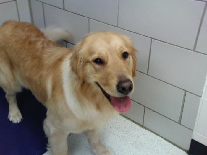Blind Woman Sees Her Guide Dog For The First Time In 8 Years, And Her Reaction Will Make You Cry