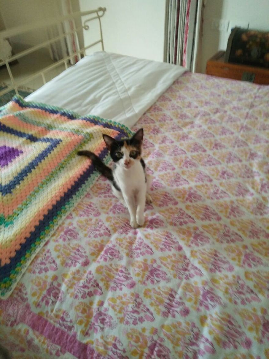 April : The Fighter Cat