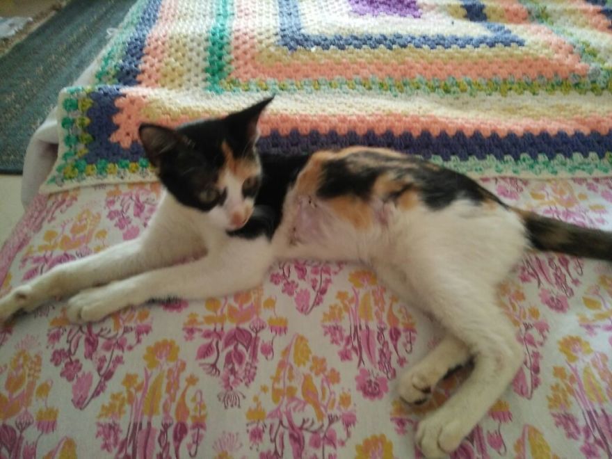 April : The Fighter Cat