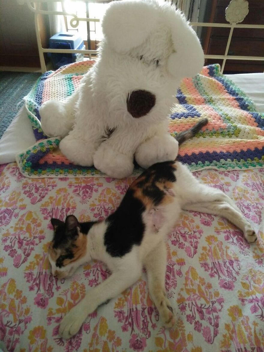 April : The Fighter Cat April : The Fighter Cat