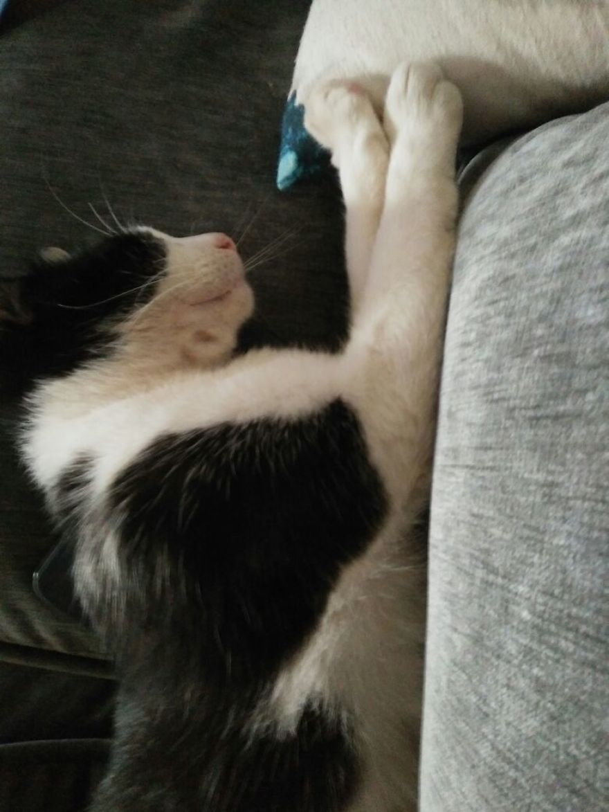 April : The Fighter Cat