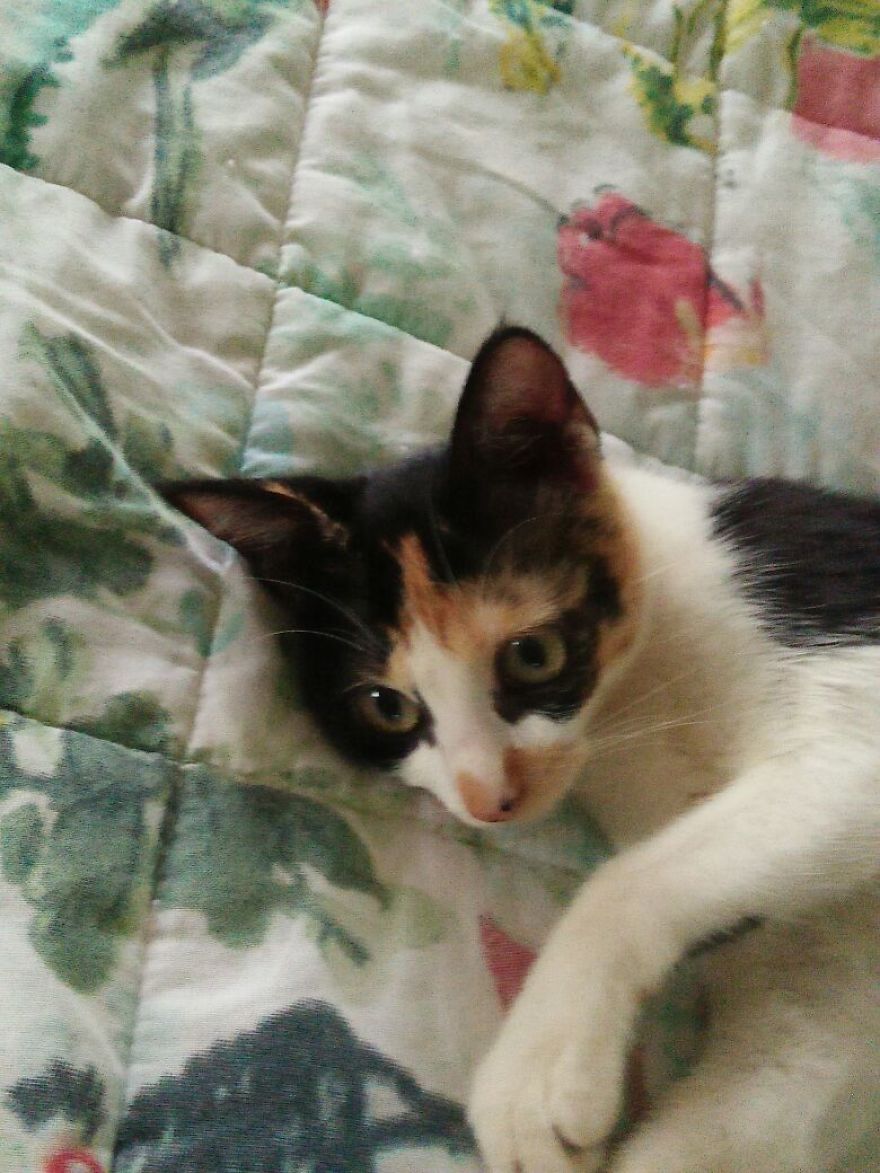 April : The Fighter Cat April : The Fighter Cat