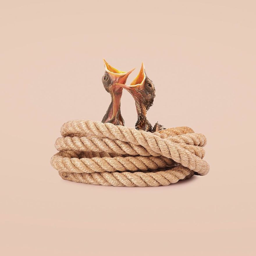 Artist Makes Incredible Manipulations That Will Surely Fiddle With Your Head