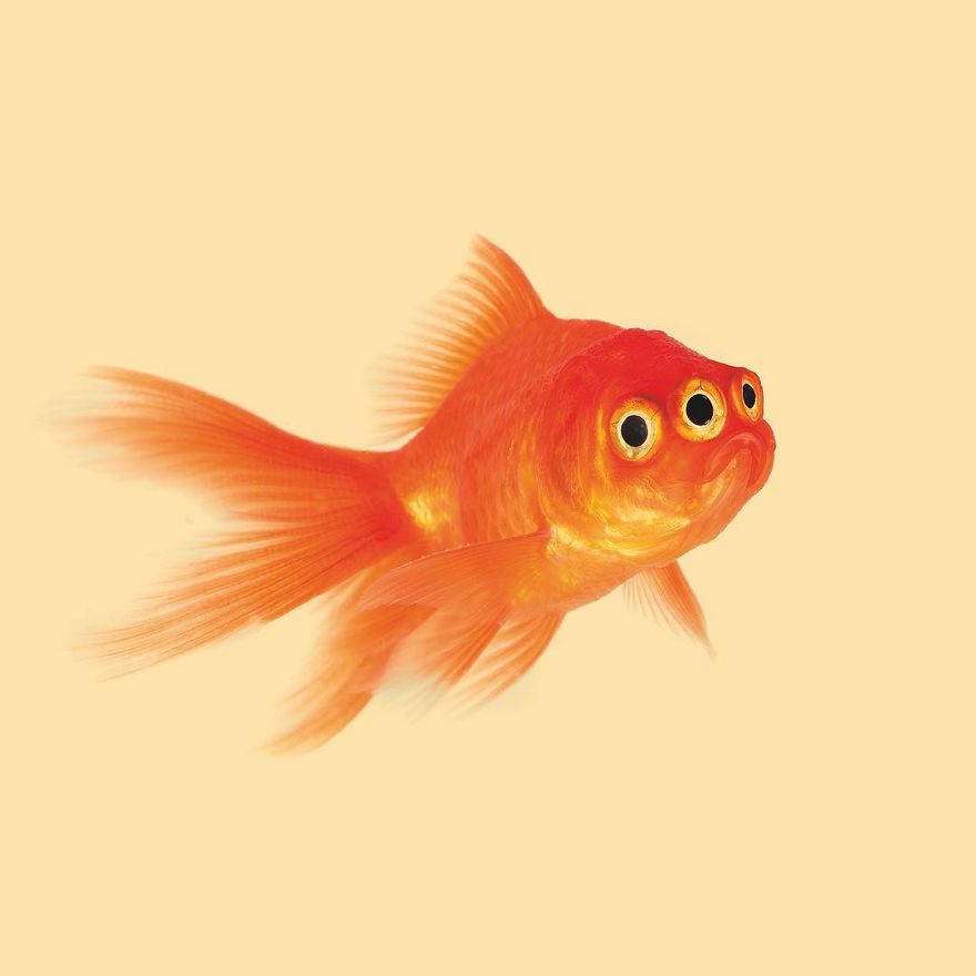 Artist Makes Incredible Manipulations That Will Surely Fiddle With Your Head