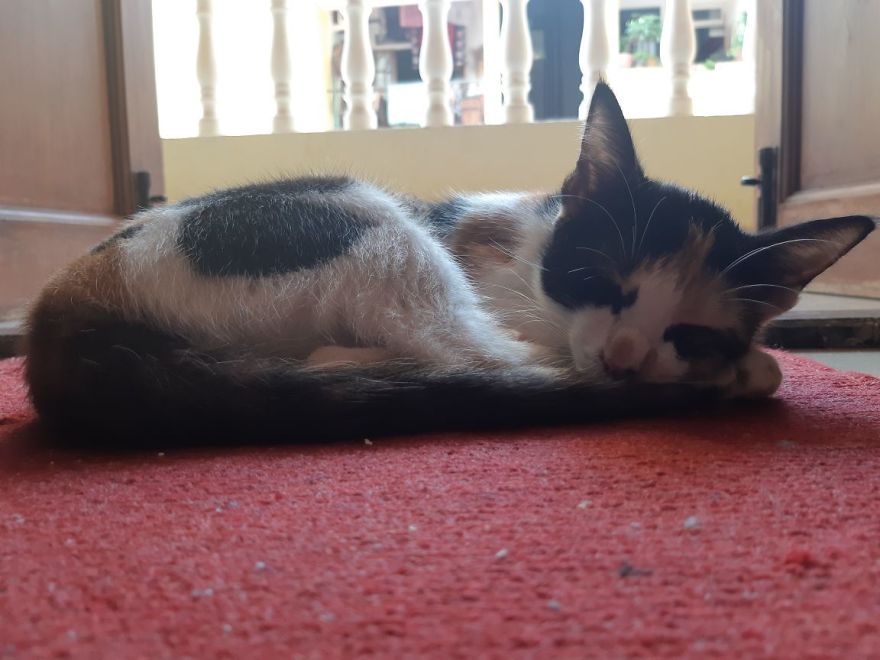 The Story Of April - The Warrior Cat The Story Of April - The Warrior Cat