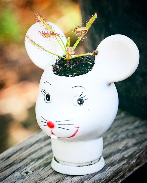 Creepy-Baby-Doll-Head-Planters
