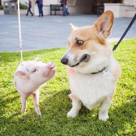 What The Oink Are You?!