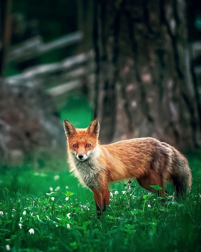 Finnish Guy's Photos Showing Foxes Like They Step Straight Out From Fairytale