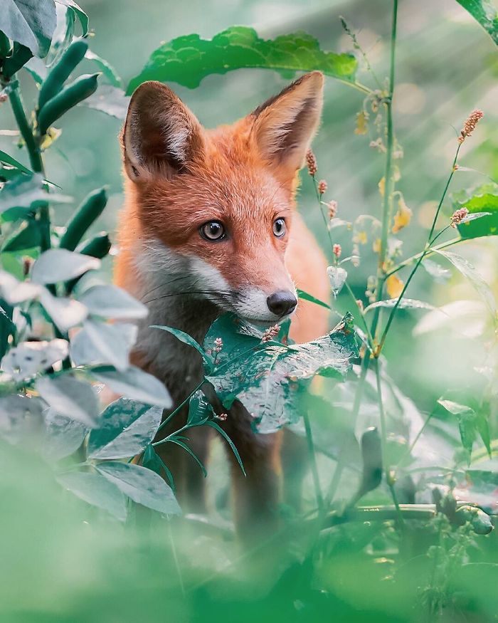 Finnish Guy's Photos Showing Foxes Like They Step Straight Out From Fairytale