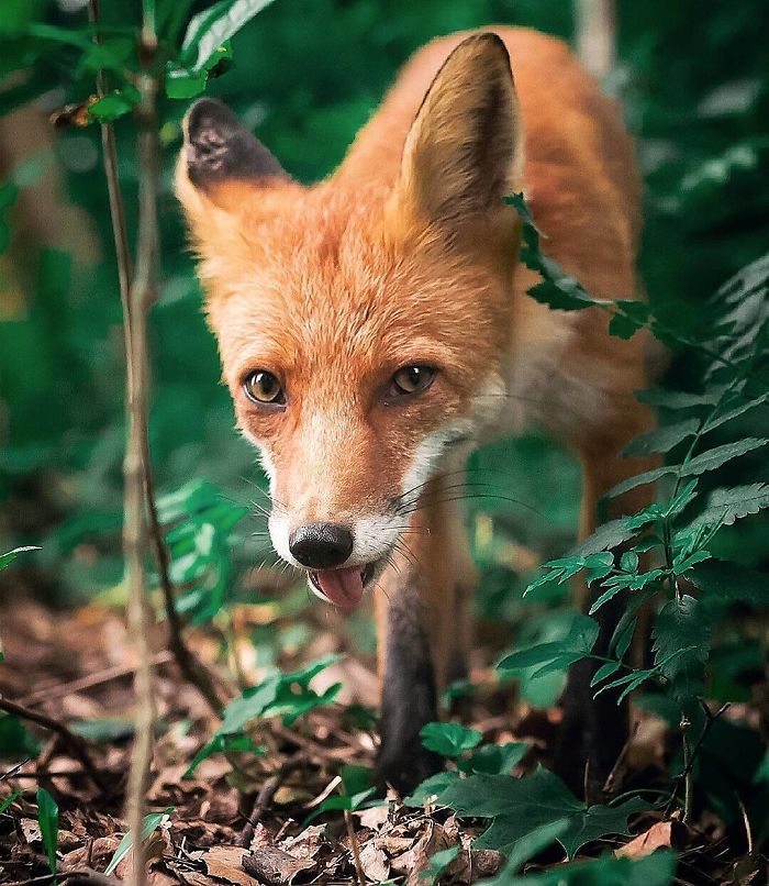 Finnish Guy's Photos Showing Foxes Like They Step Straight Out From Fairytale