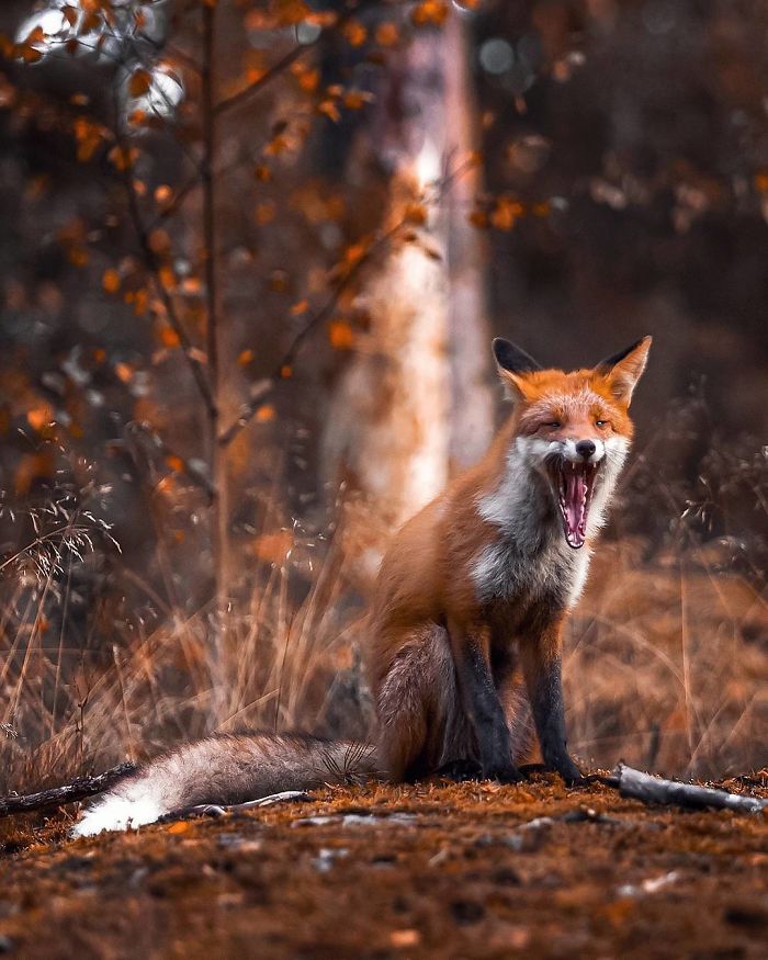 Finnish Guy's Photos Showing Foxes Like They Step Straight Out From Fairytale