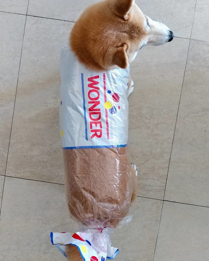 D-I-Y "Wonderdog" Costume