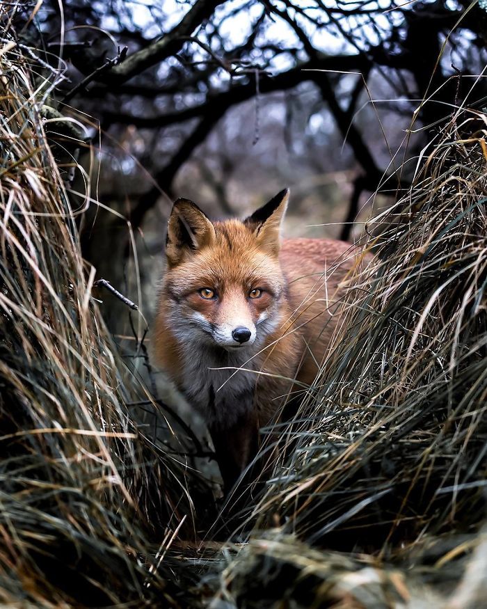 Finnish Guy's Photos Showing Foxes Like They Step Straight Out From Fairytale