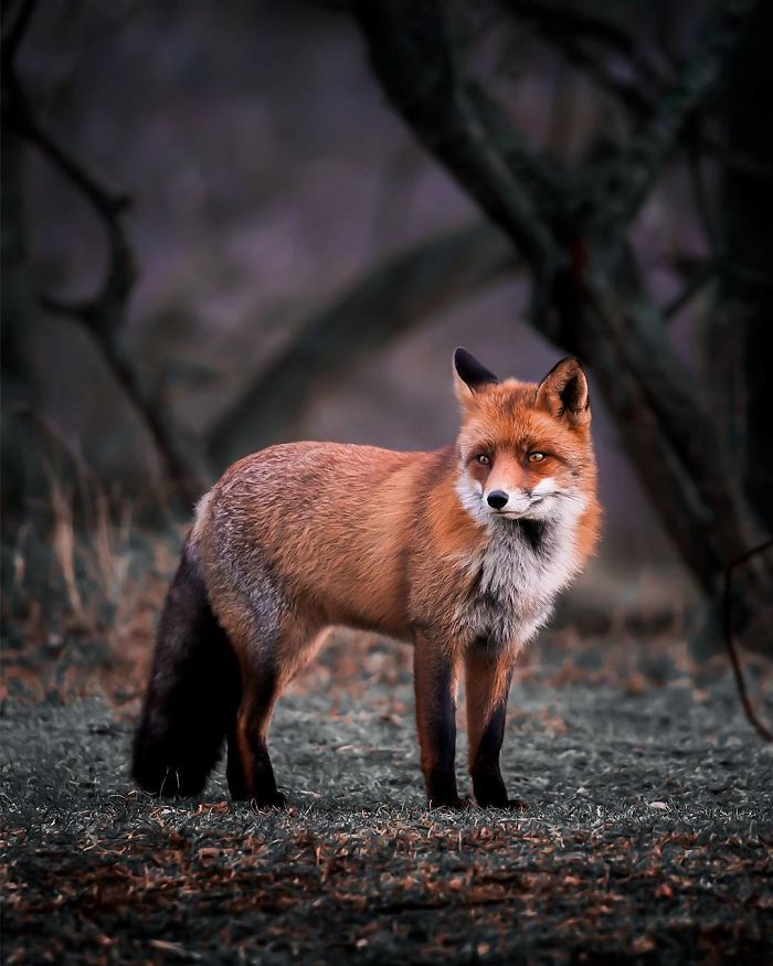 Finnish Guy's Photos Showing Foxes Like They Step Straight Out From Fairytale