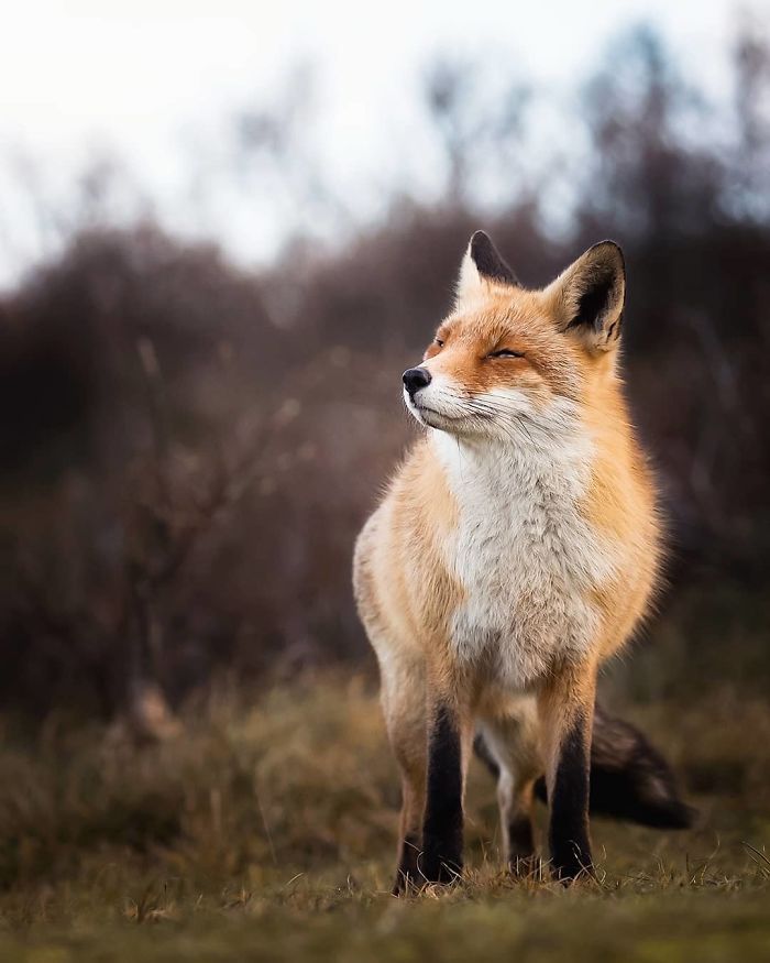 Finnish Guy's Photos Showing Foxes Like They Step Straight Out From Fairytale