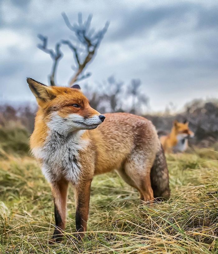 Finnish Guy's Photos Showing Foxes Like They Step Straight Out From Fairytale
