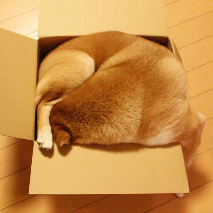 I Think My Shiba Is A Cat