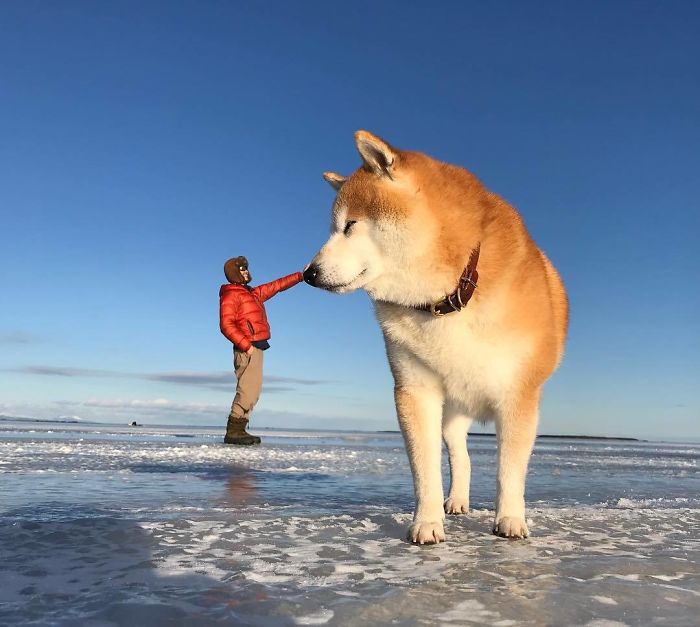 Huge Boye