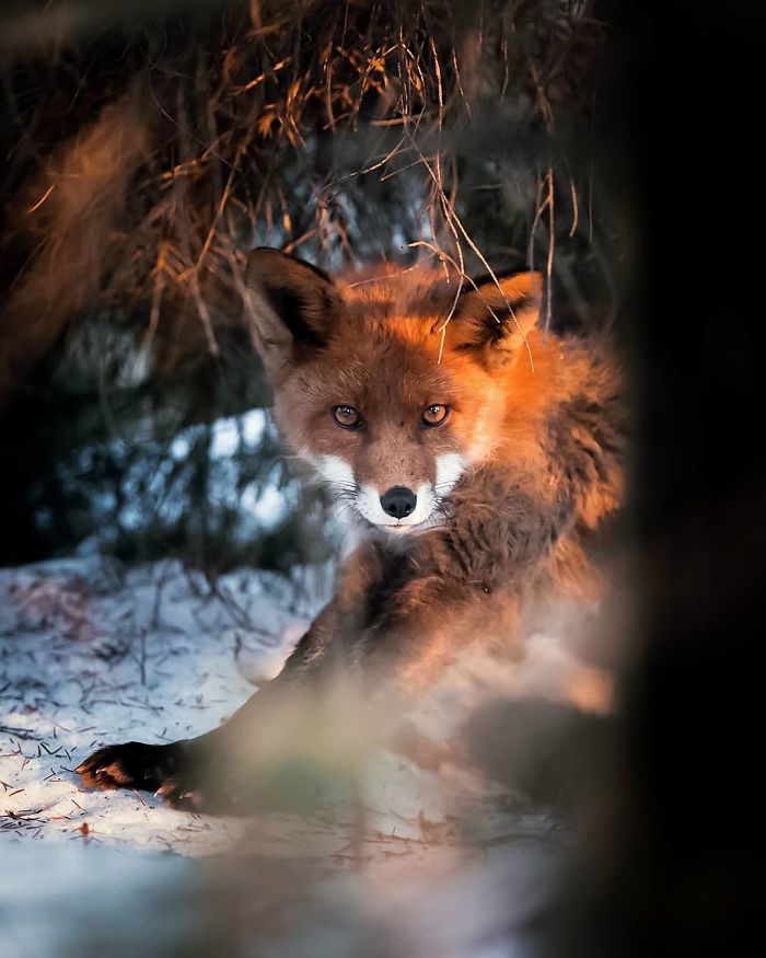 Finnish Guy's Photos Showing Foxes Like They Step Straight Out From Fairytale