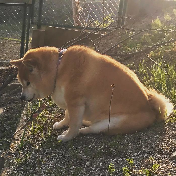 When You Get A Rejection From Police Academy Because You're Too Round And Cute