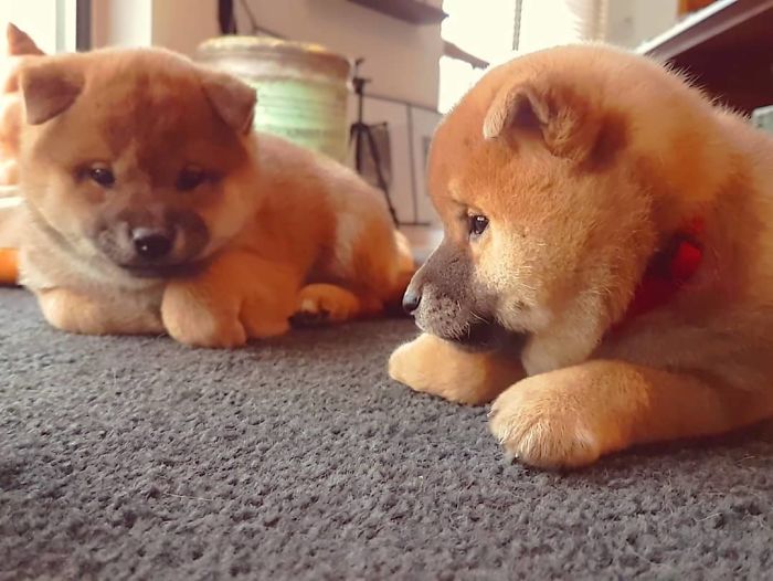 Discussing Latest Leash Trends