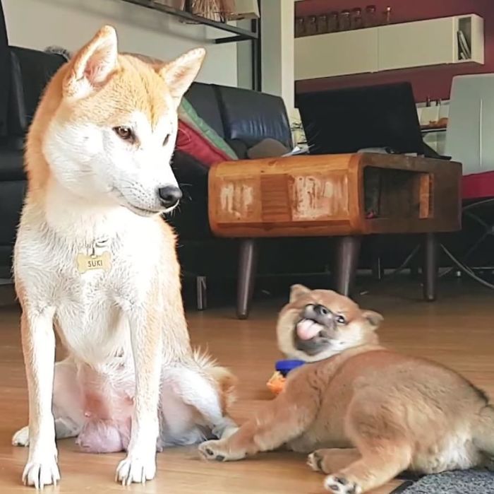 Potato Shiba Mlem