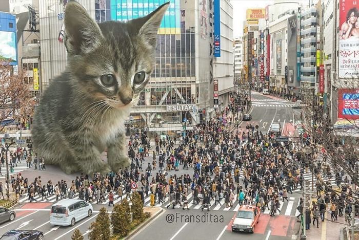 Giant Cat Edit