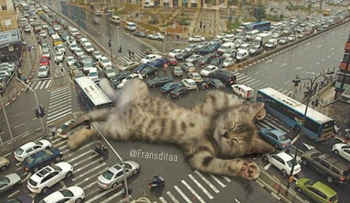 Giant Cat Edit