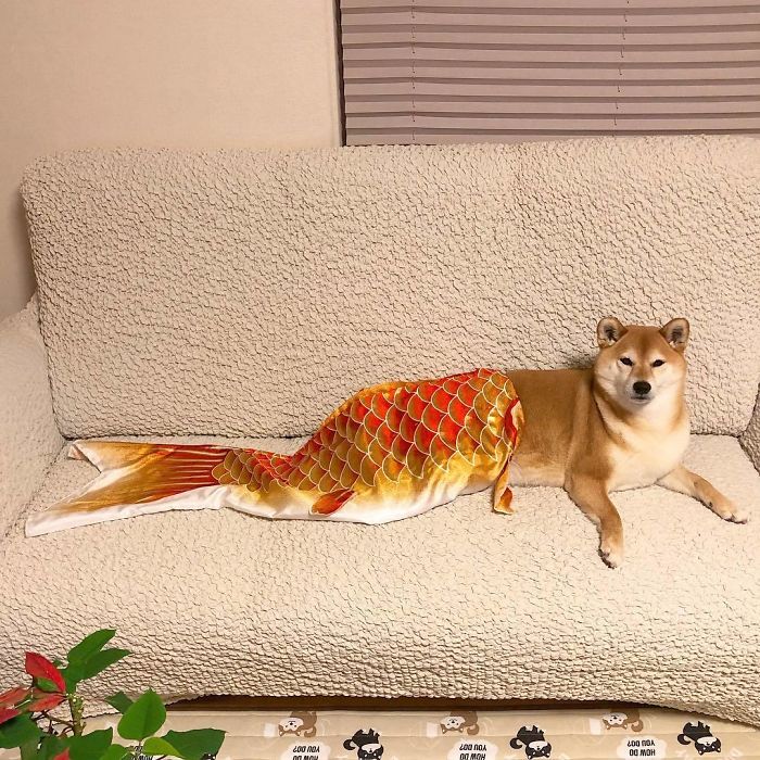 Mermaid Shiba