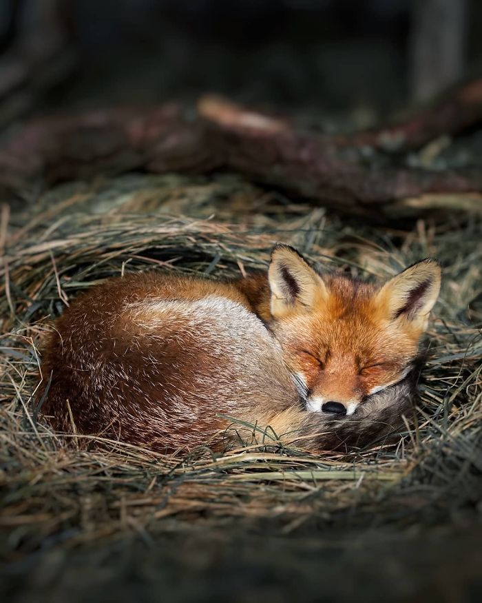 Finnish Guy's Photos Showing Foxes Like They Step Straight Out From Fairytale