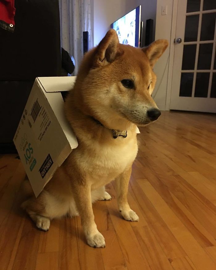 He Evolved Into A Shibox