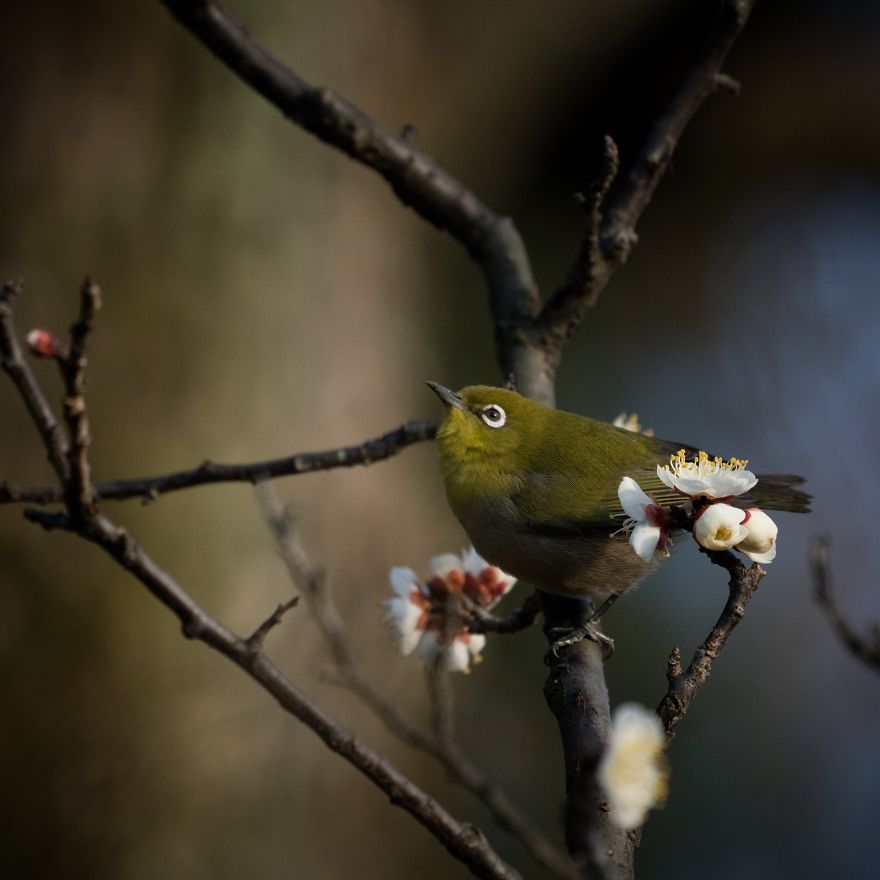 I Capture Seasonal Changes In Japanese Nature