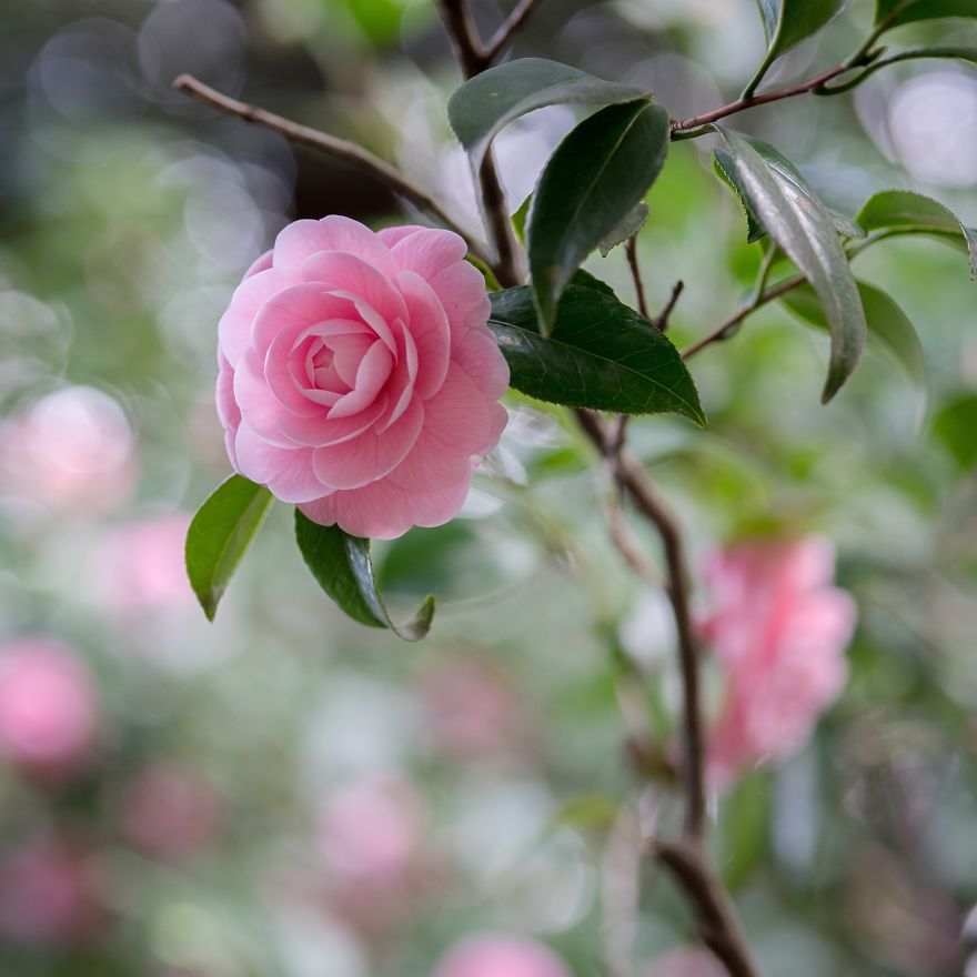 I Capture Seasonal Changes In Japanese Nature