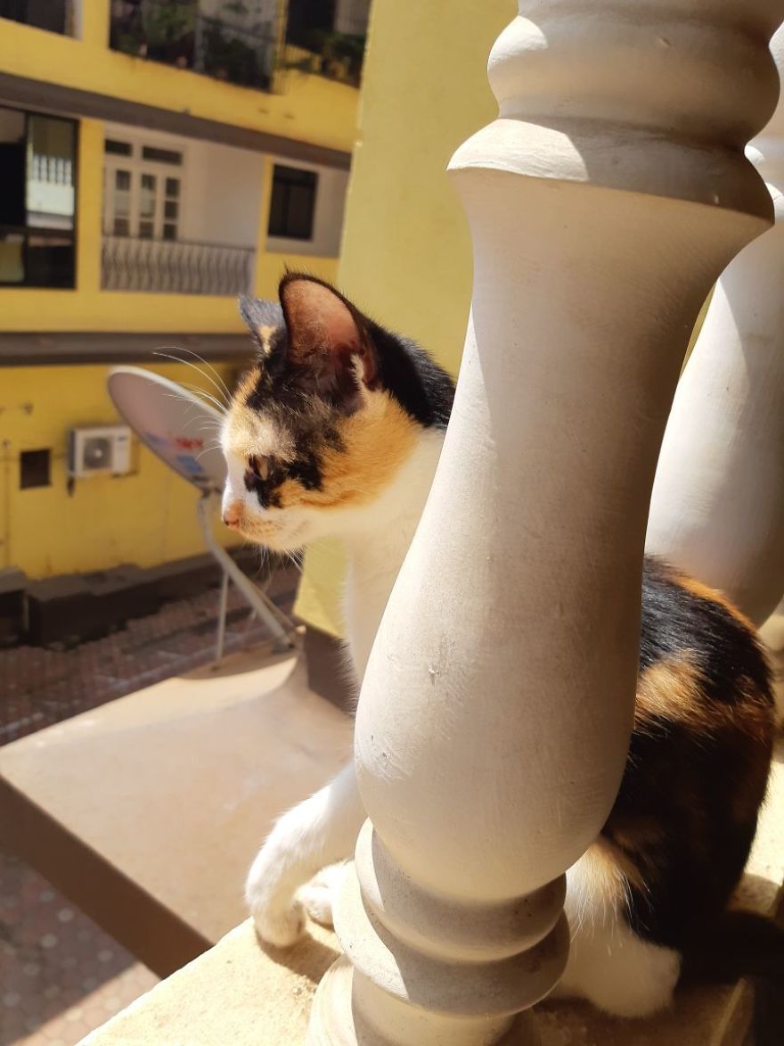 The Story Of April - The Warrior Cat