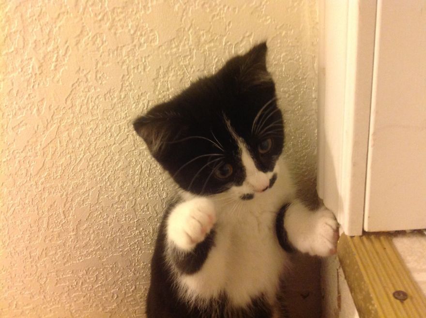 My Cat Even Tho I Have Two This Is One Of Them