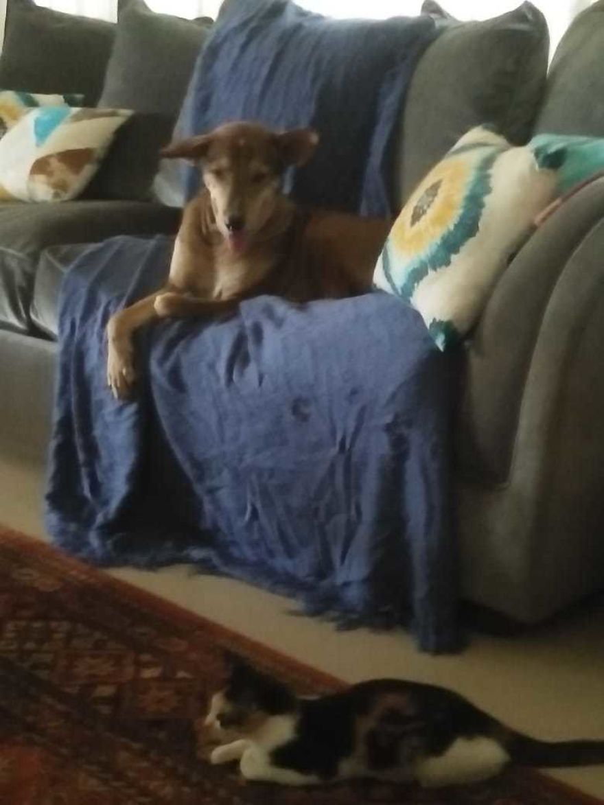 The Story Of April - The Warrior Cat The Story Of April - The Warrior Cat