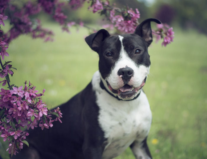 I Photographed Dogs In The Spring Blossoms