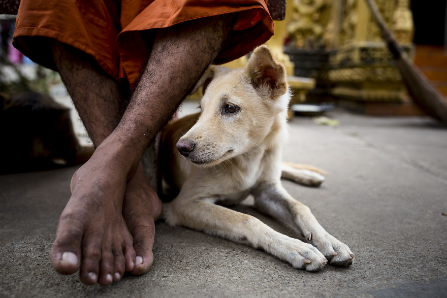 I Travel To Cambodia To Take Pictures Of Cats And Dogs
