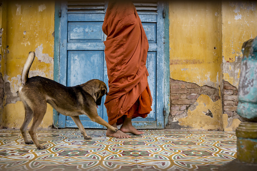 I Travel To Cambodia To Take Pictures Of Cats And Dogs
