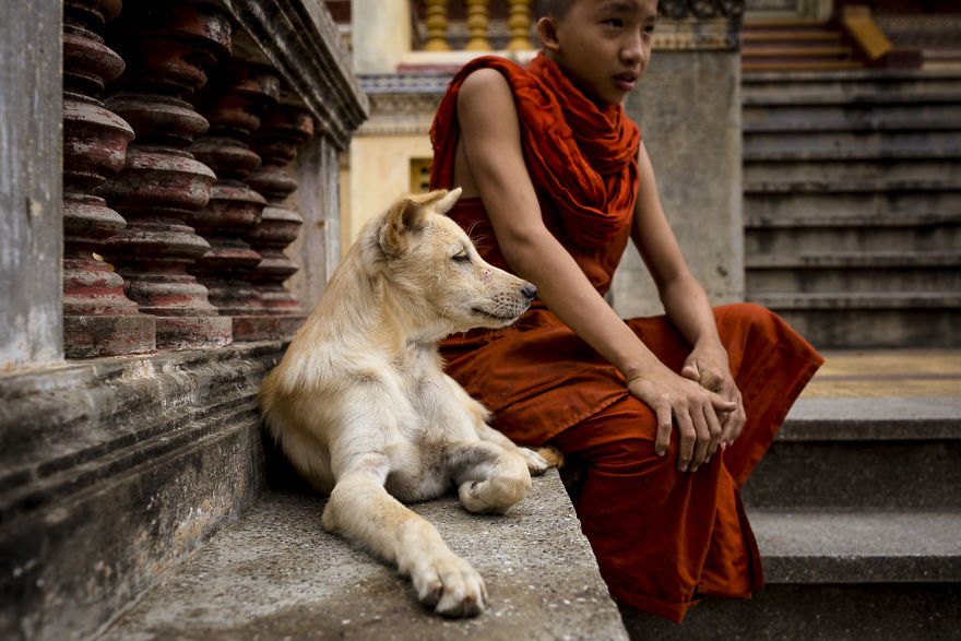 I Travel To Cambodia To Take Pictures Of Cats And Dogs