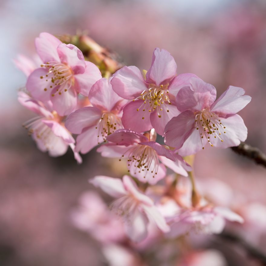 I Capture Seasonal Changes In Japanese Nature