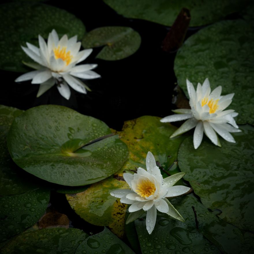 I Capture Seasonal Changes In Japanese Nature