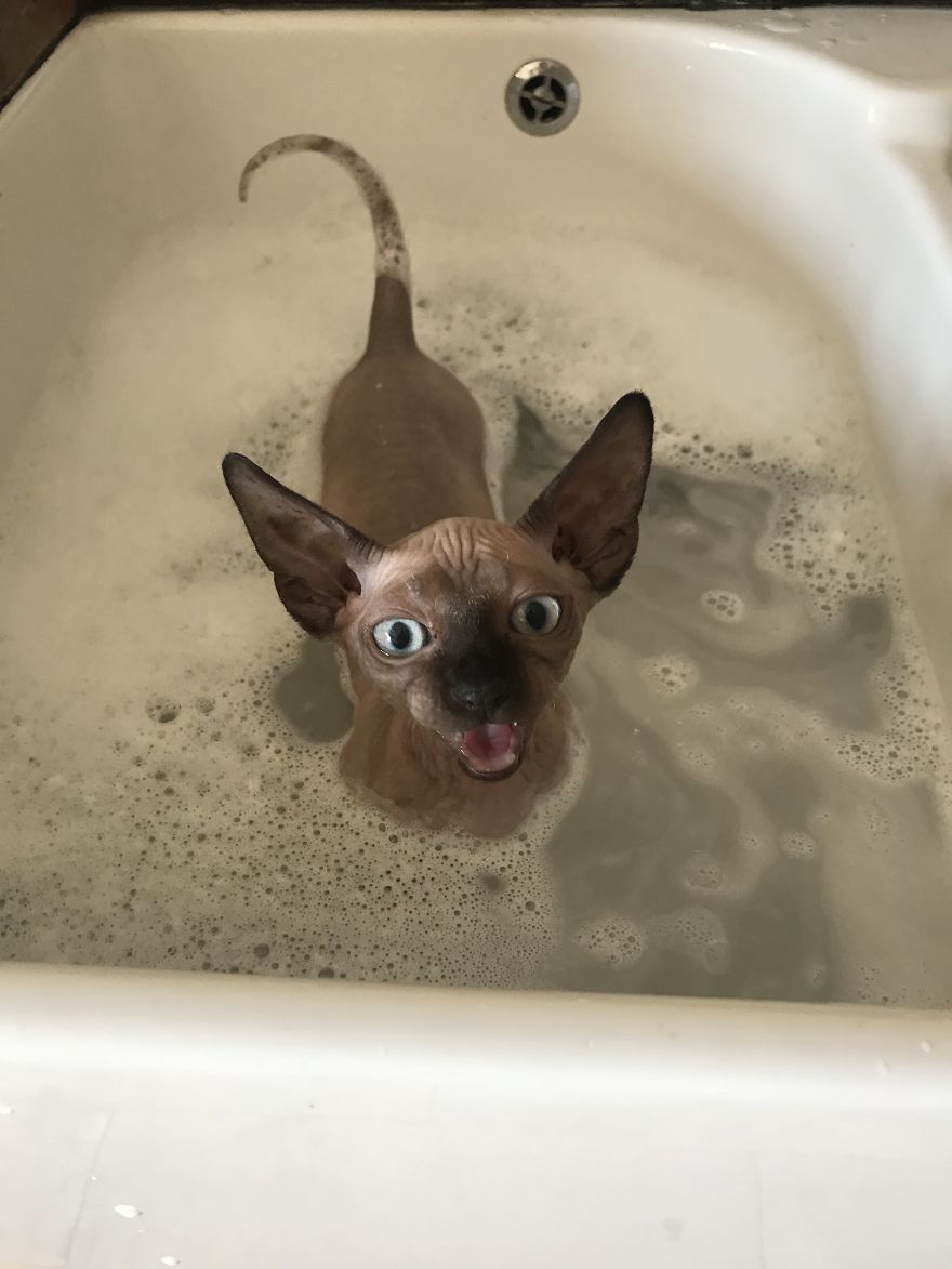 I Gave My New Kitten A Bath And He Was Not Amused