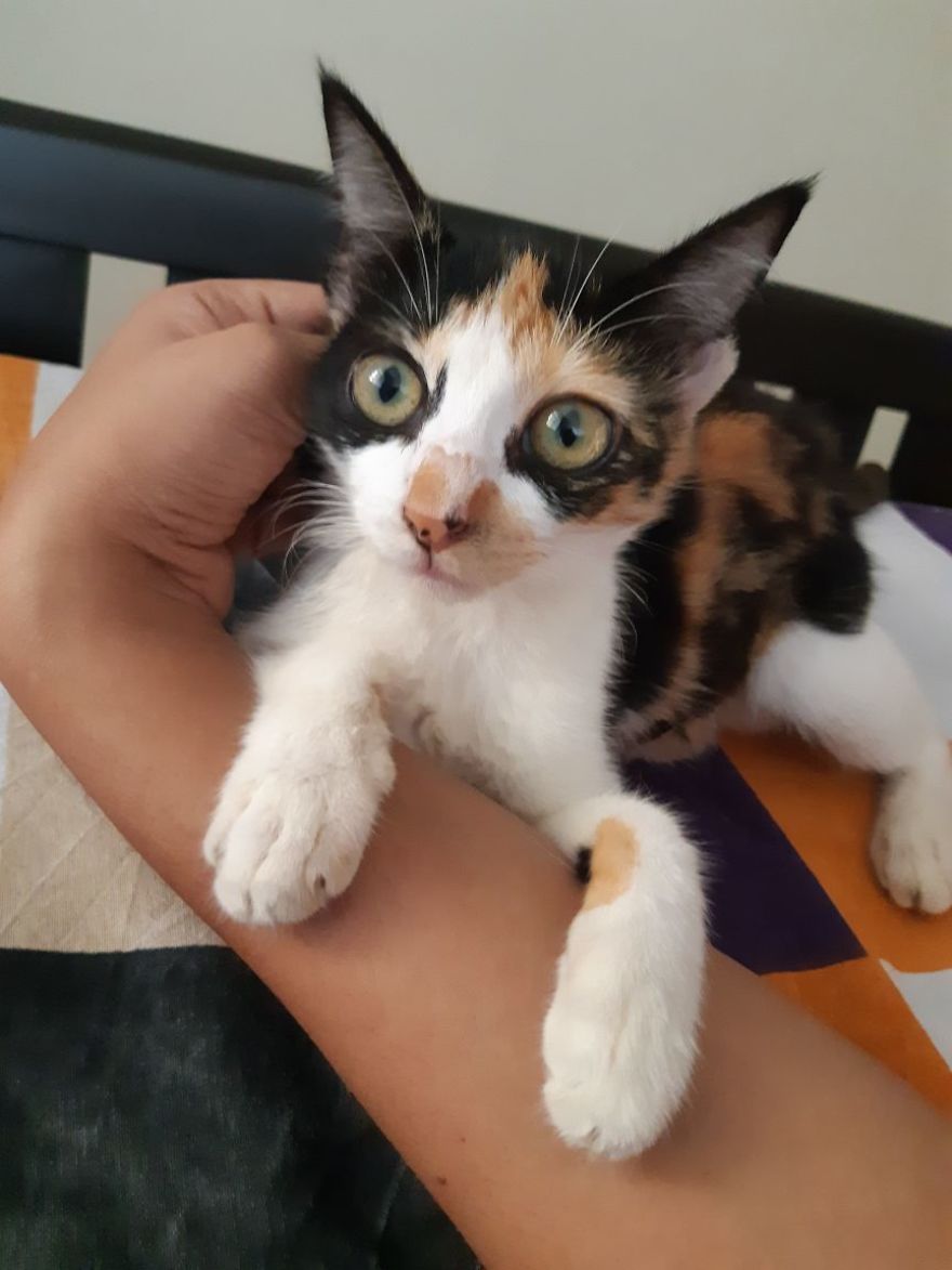 April : The Fighter Cat