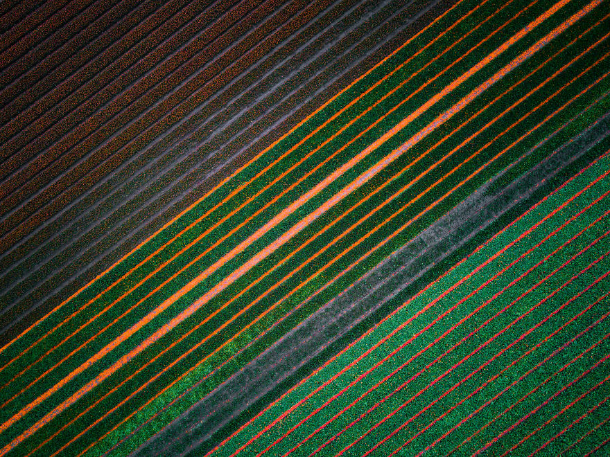 Here’s A Top Down Shot From Beheaded Tulips. The Colour Just Moves From The Lines Itself To In-Between